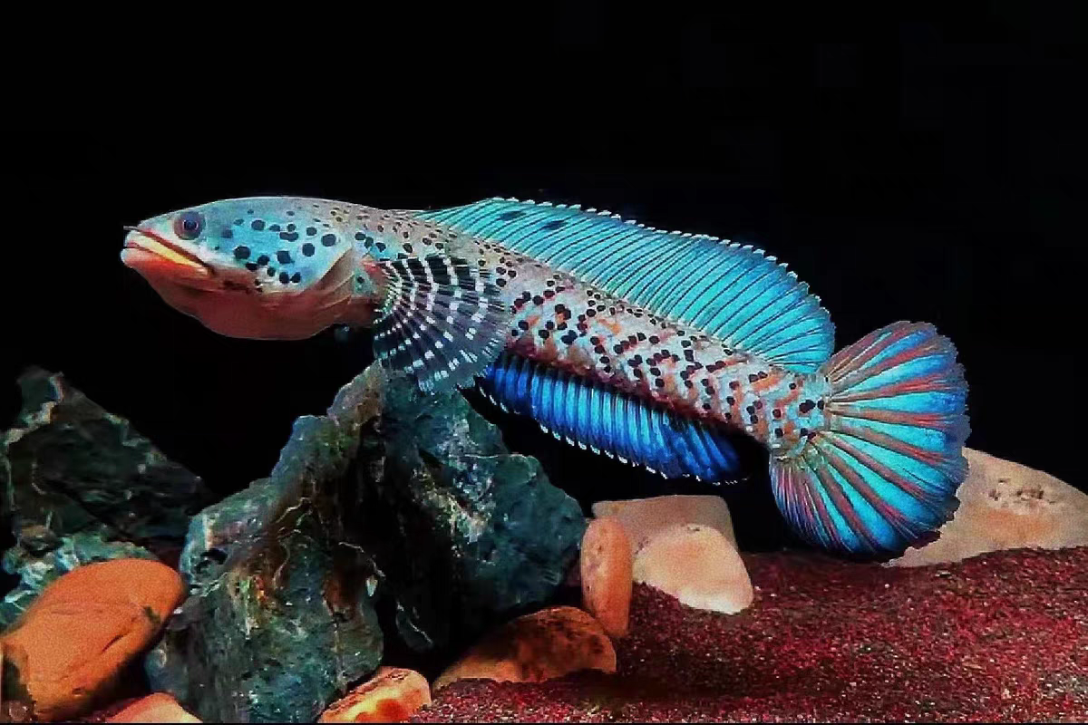 新疆鬼王雷龙鱼幻红酒红血斑观赏鱼淡水凶猛好养