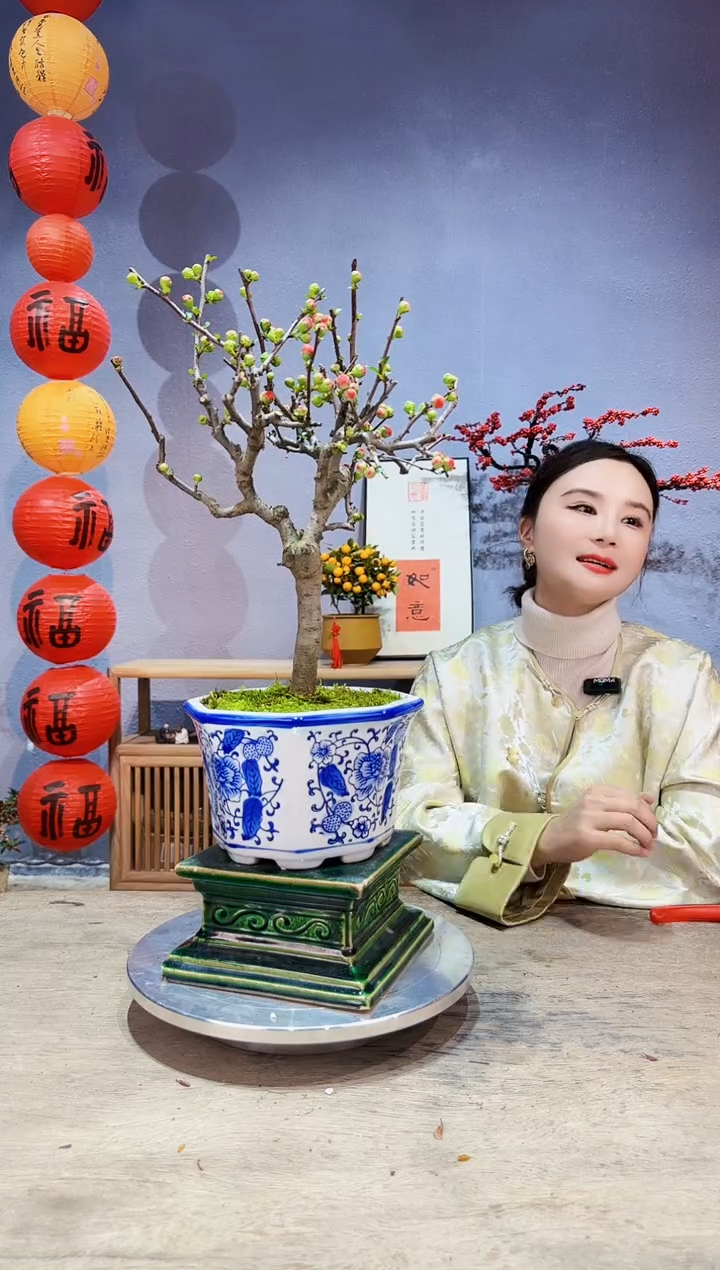 【闪购商品】盆景海棠 长寿冠