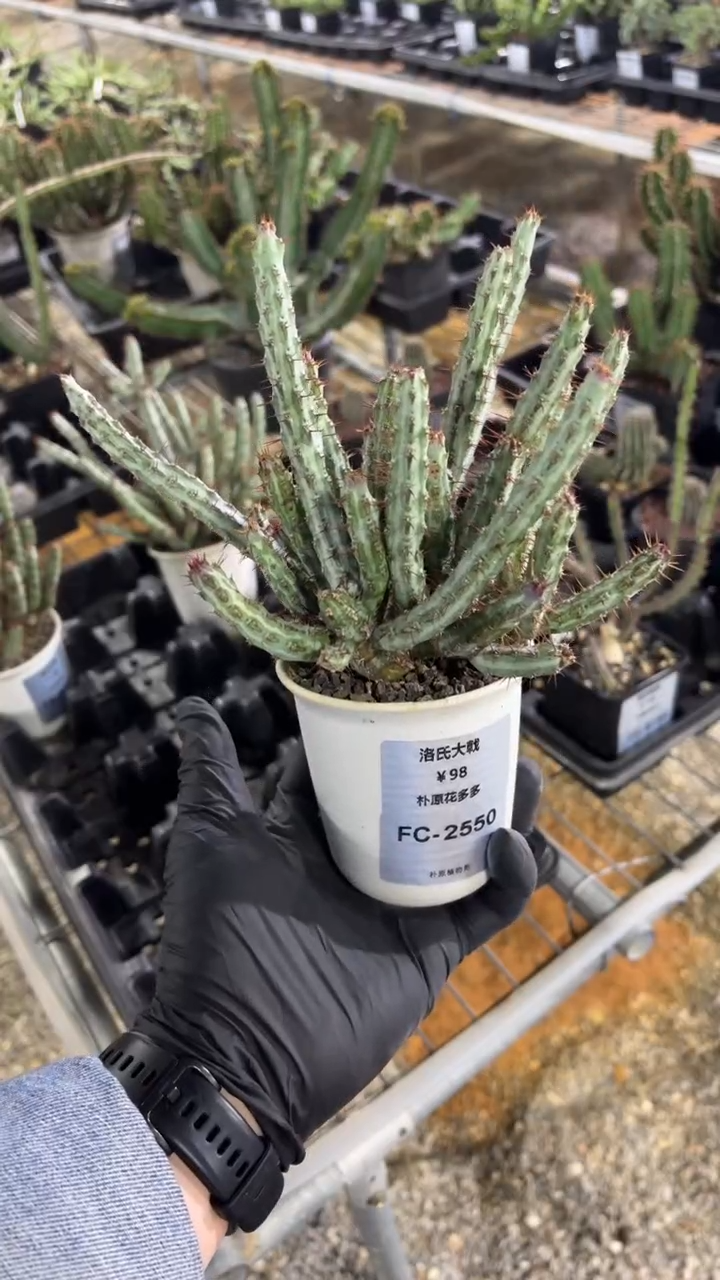 艾**斯洛氏大戟FC-2550