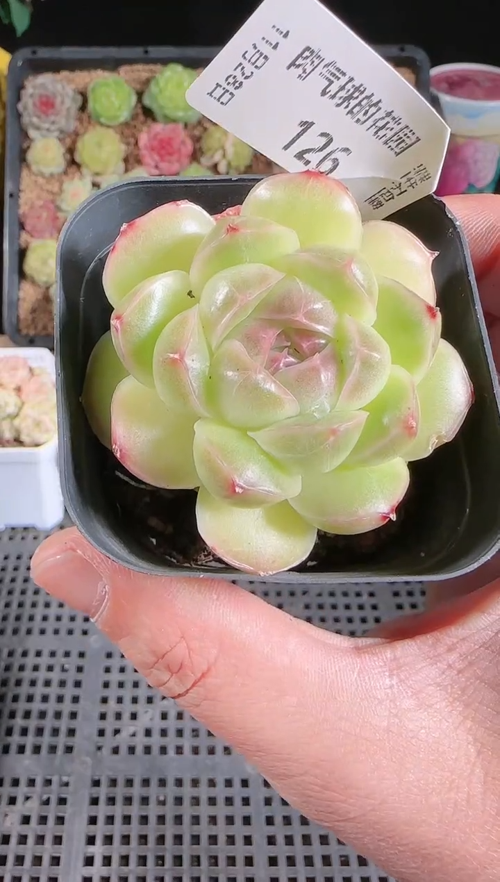 多肉1128-126群生不包整