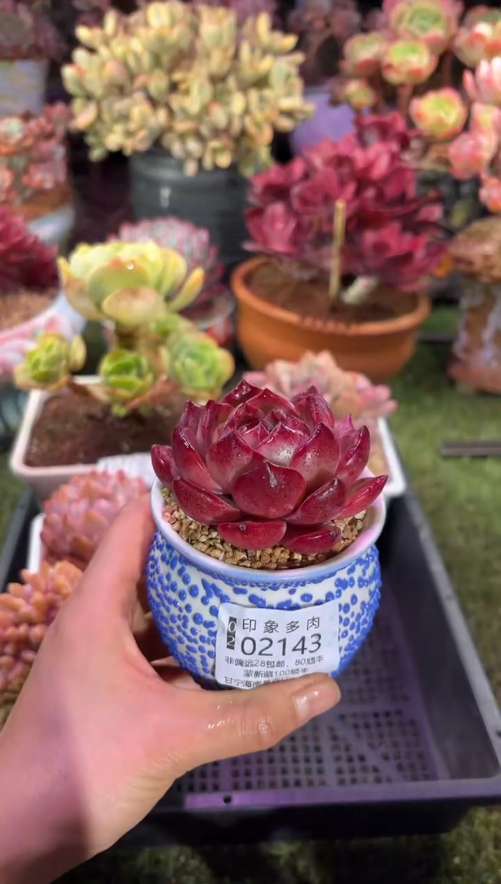 【闪购商品】02143