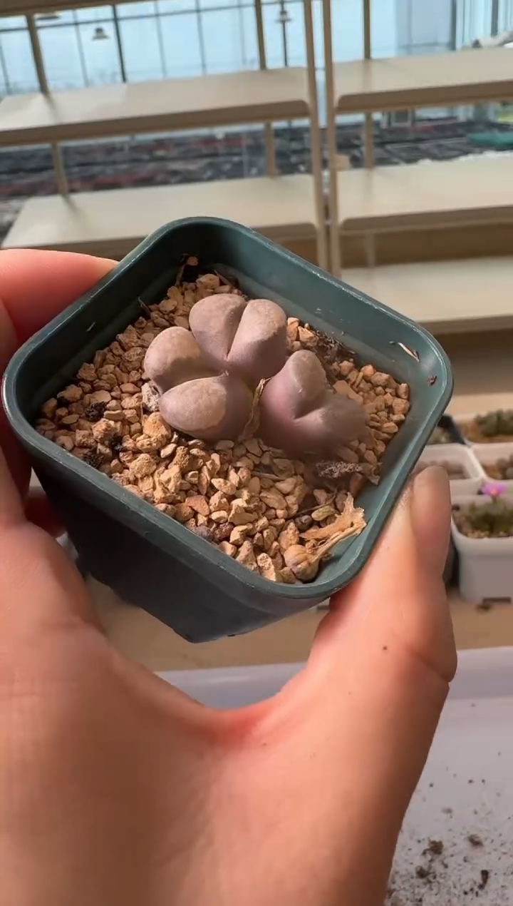 24-29多肉植物肉锥
