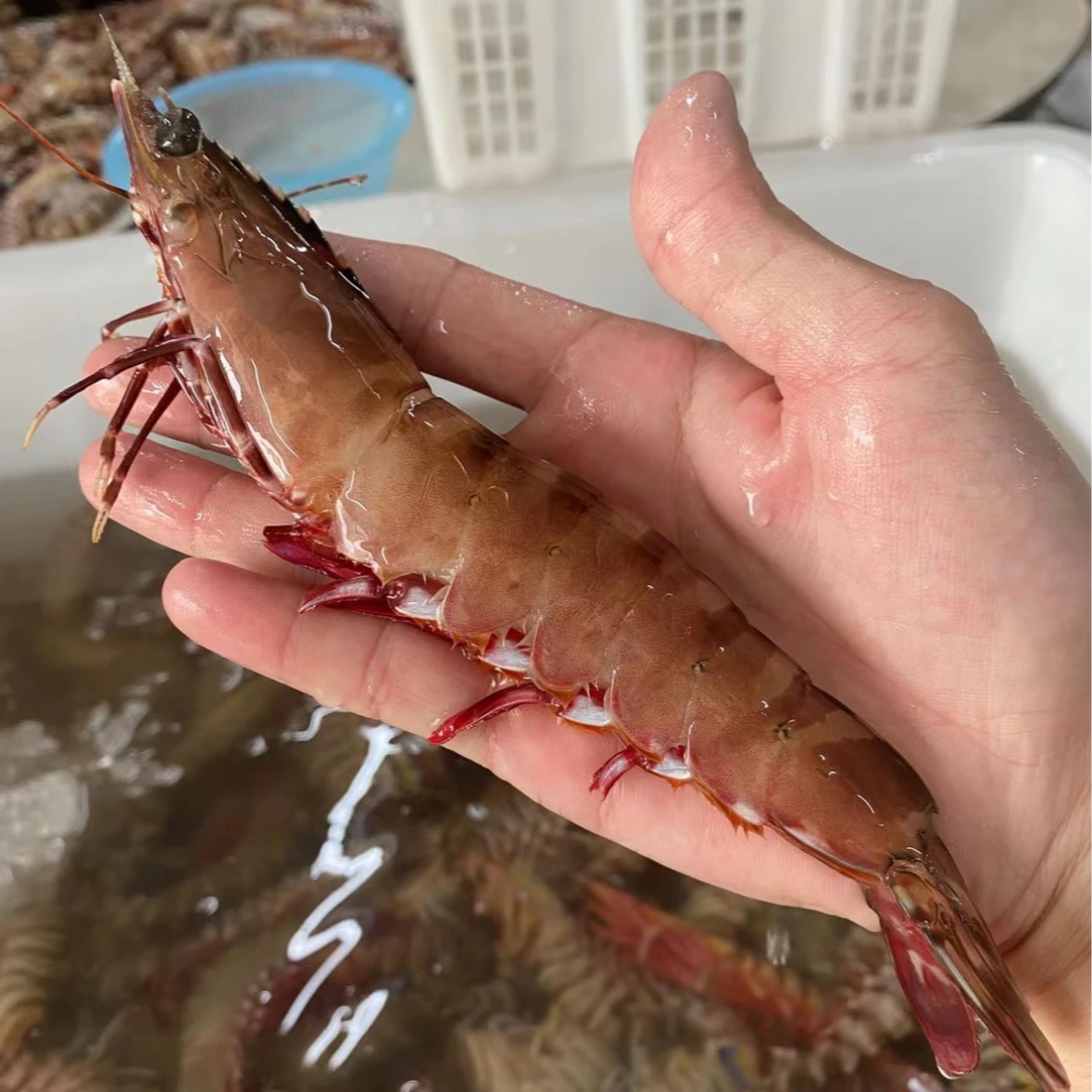 S热气野生红爪虾 到手三斤净重 冰鲜发货 顺丰包邮 红爪虾