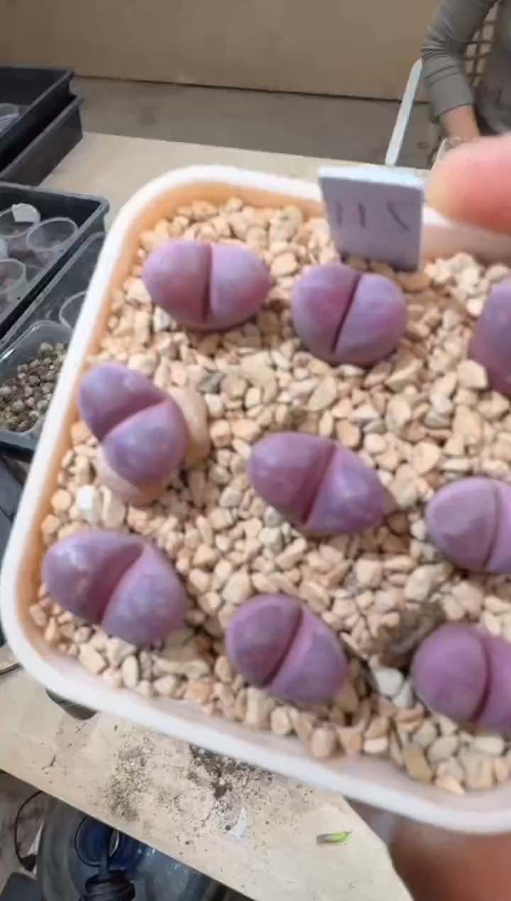 9-275多肉植物肉锥