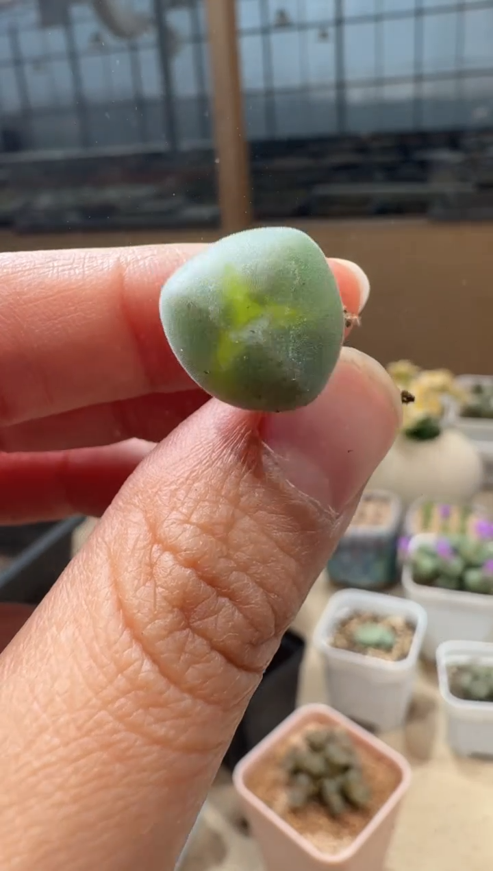 路**已10-176多肉植物肉锥
