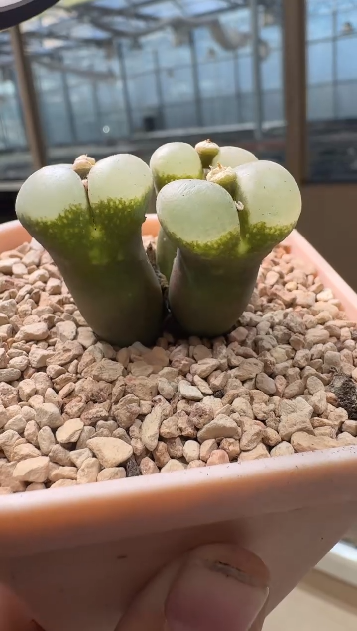 我****猫24-5多肉植物肉锥