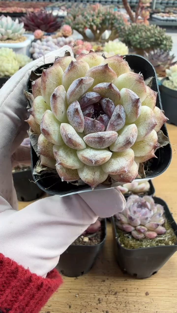 东云多肉园二店-185