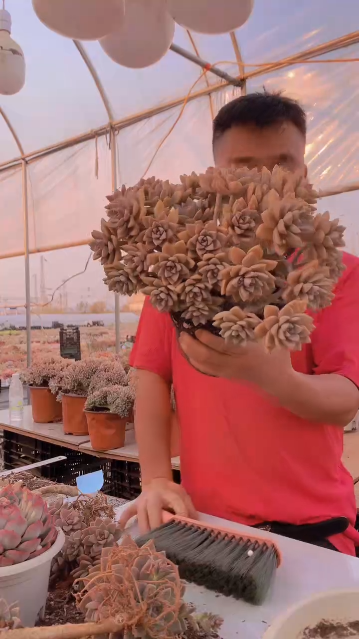 【闪购商品】缀化薇234