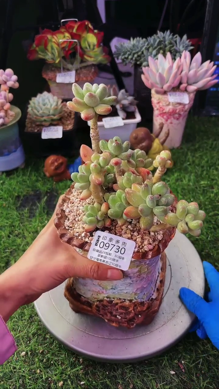 昆明印象多肉09730