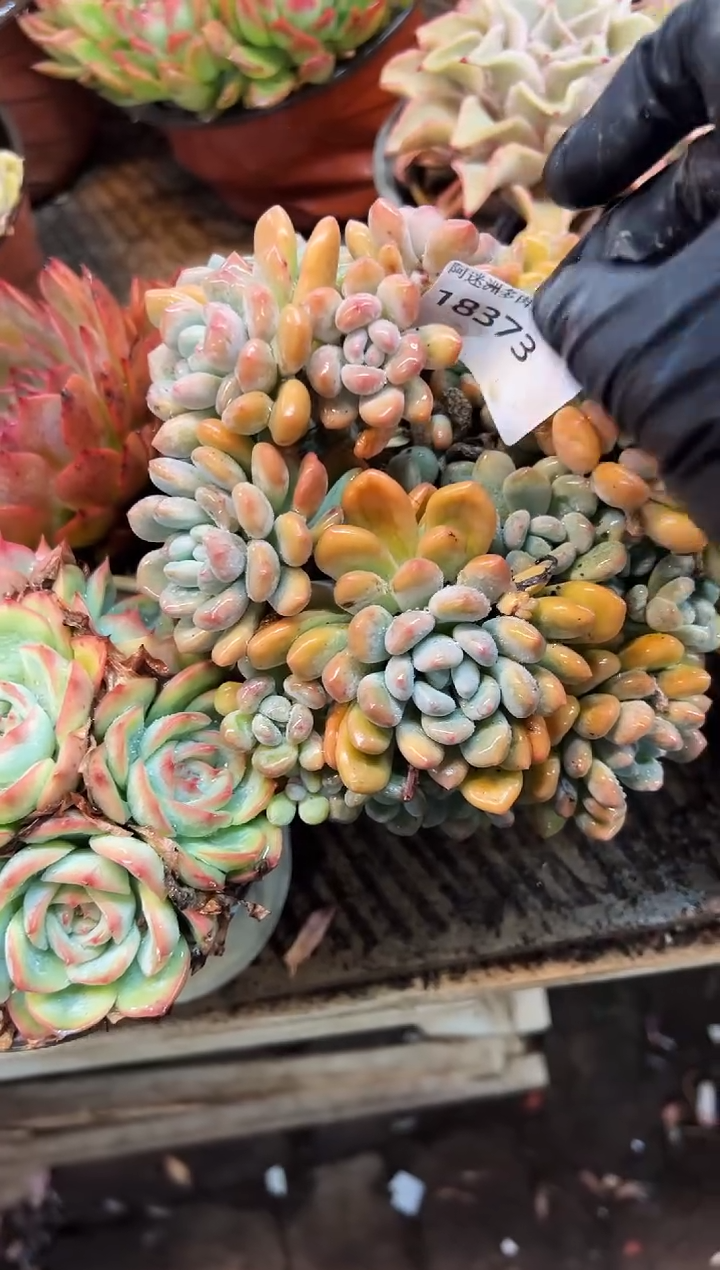 秋**河多肉植物一物一拍18373
