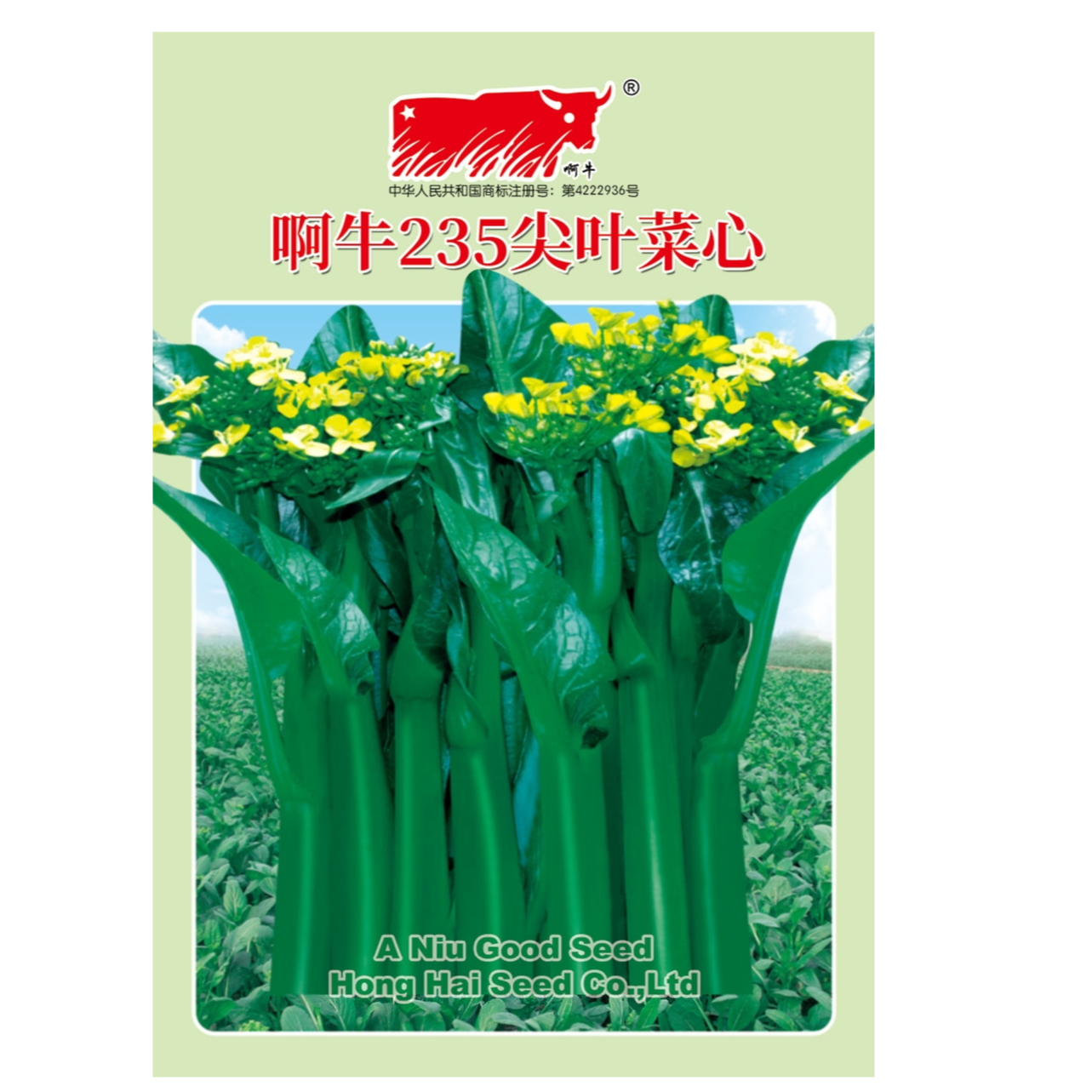 啊牛235尖叶菜心种子（净含量：400克）