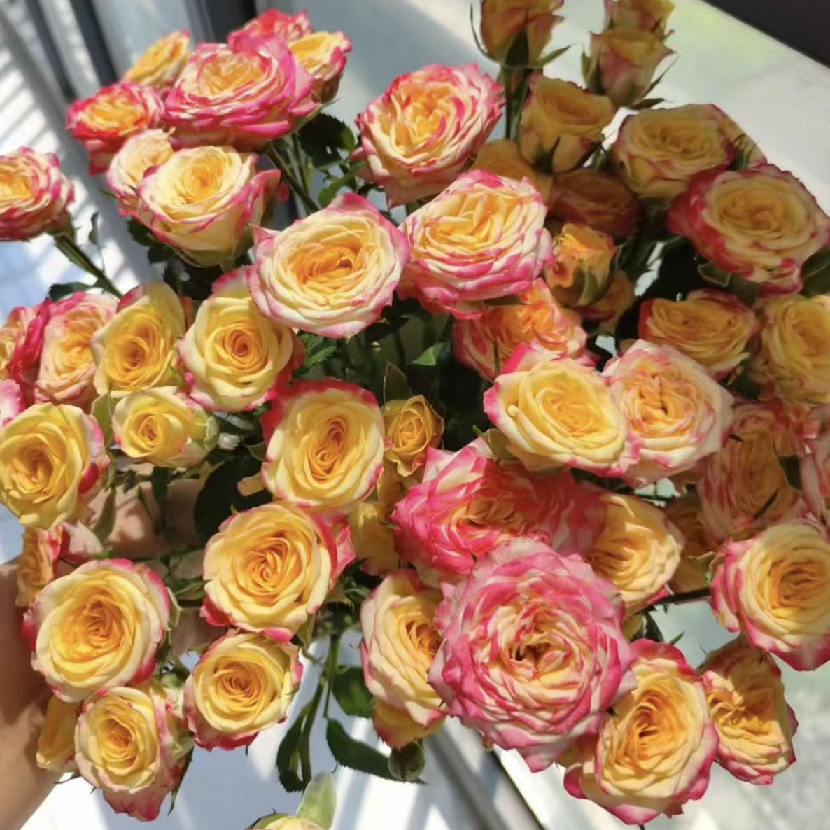 YZ【A级烟花多头玫瑰】全场任意满两单鲜花升级快递