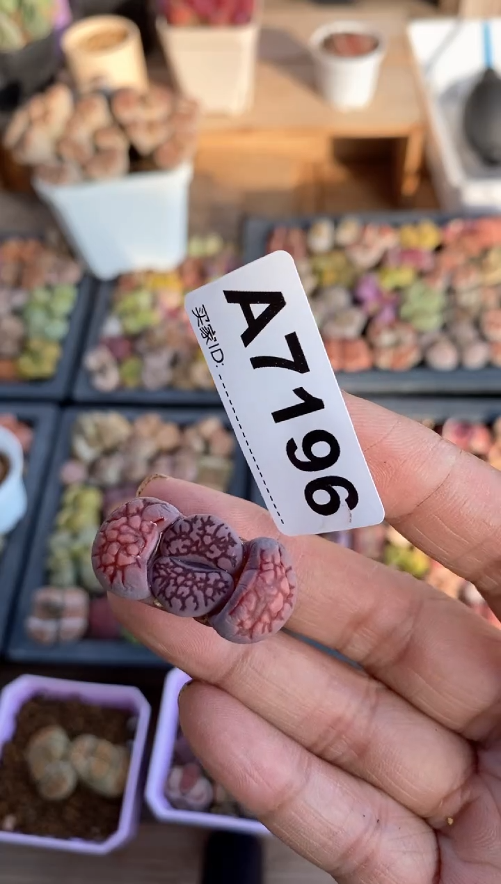 【闪购商品】7196直播间一物一拍