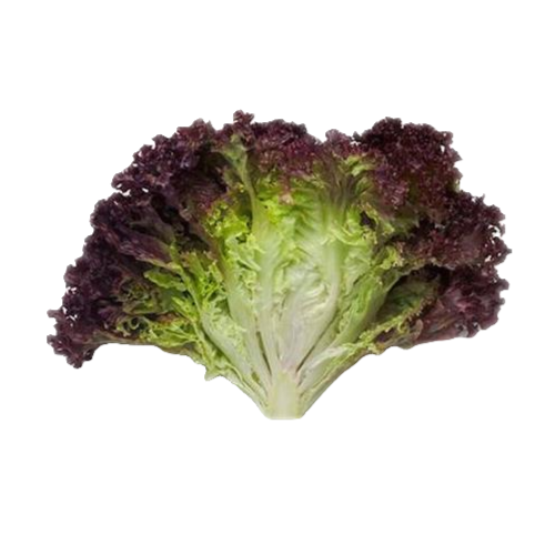 紫叶生菜250g/份