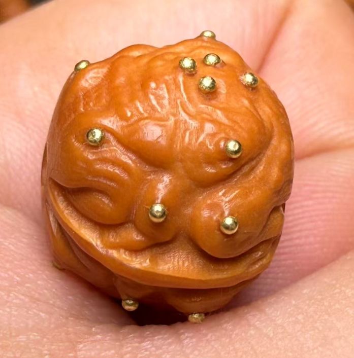 包邮猴头金蝉背单颗一颗