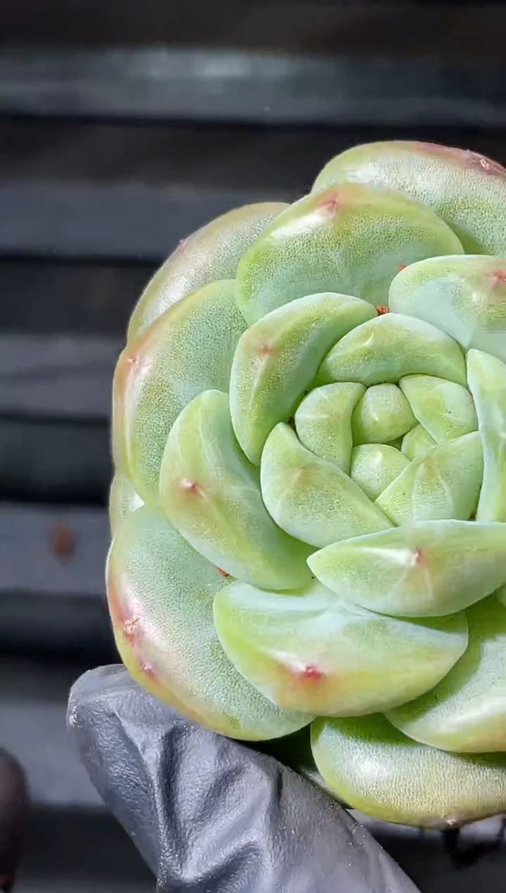 27-64 鸿蒙4-5厘米量拍发一颗