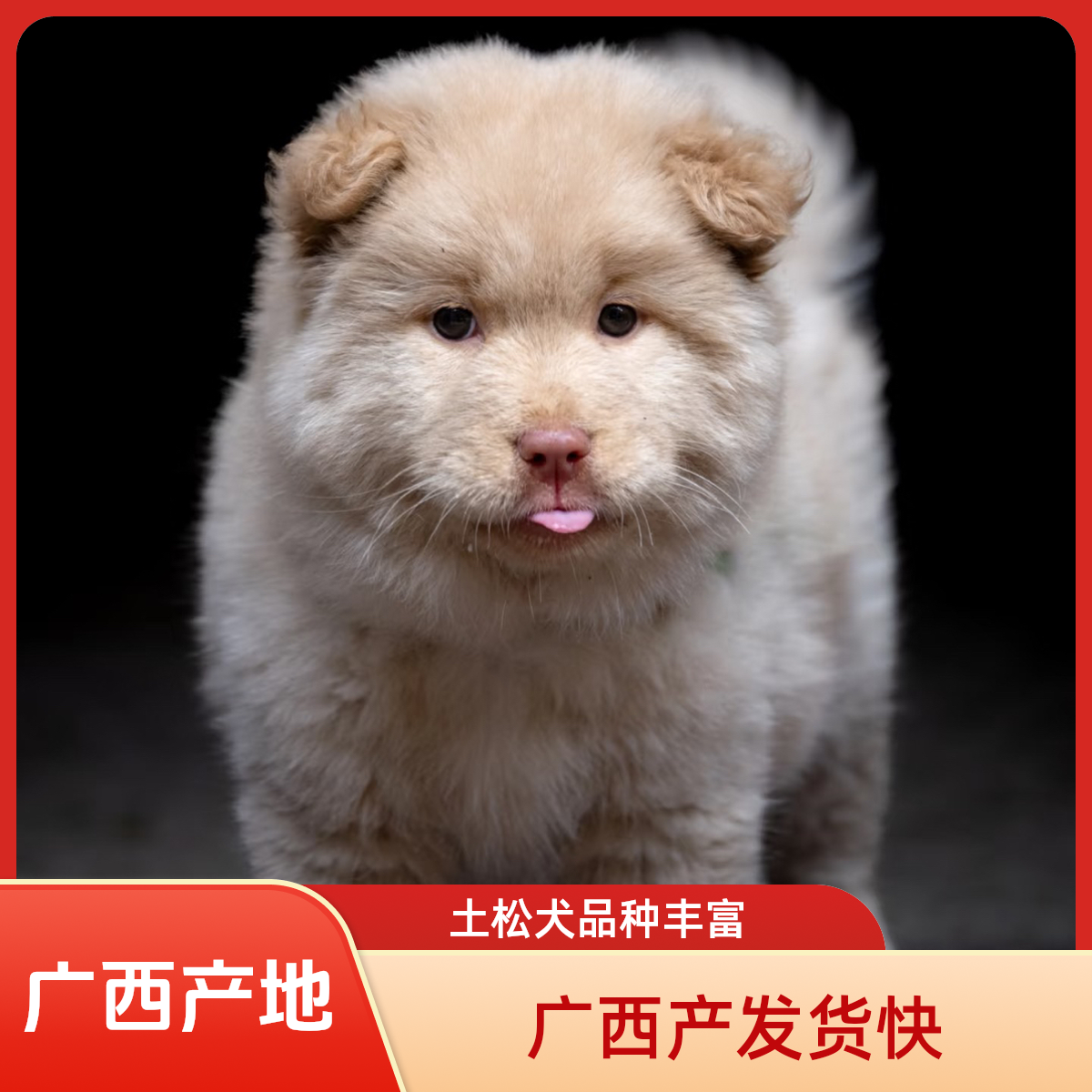 中华田园犬土松四眼铁五黑五红虎斑宠物
