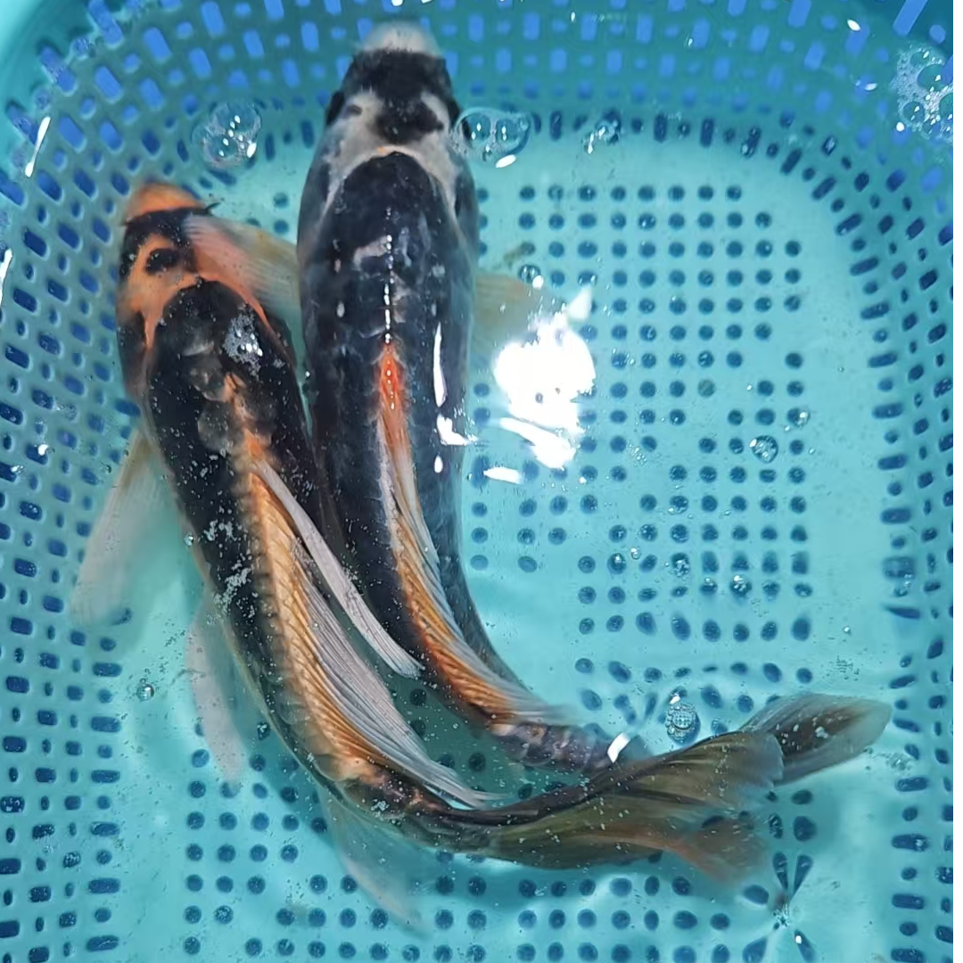 【两条装】20-25厘米德系玛雅蝴蝶鲤观赏鱼长短尾随机发