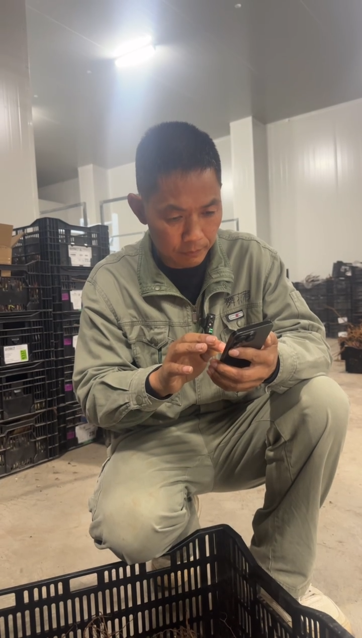 千*?128  千颜  白山茶 
