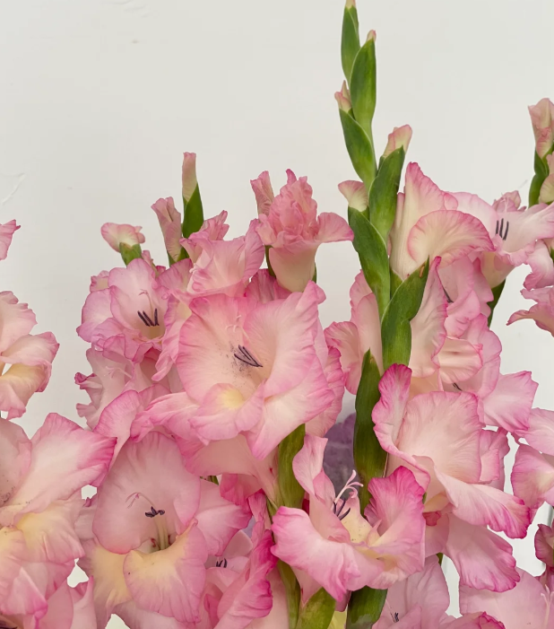 【阳光粉】剑兰一把  颜色随机发 （8-10枝） +营养剂