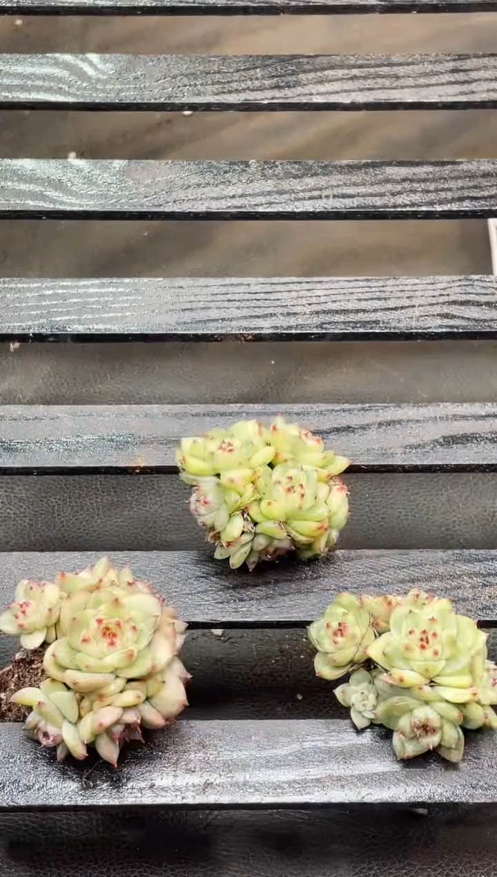 31-60 翡冷翠3-4厘米不包整散量拍发一颗