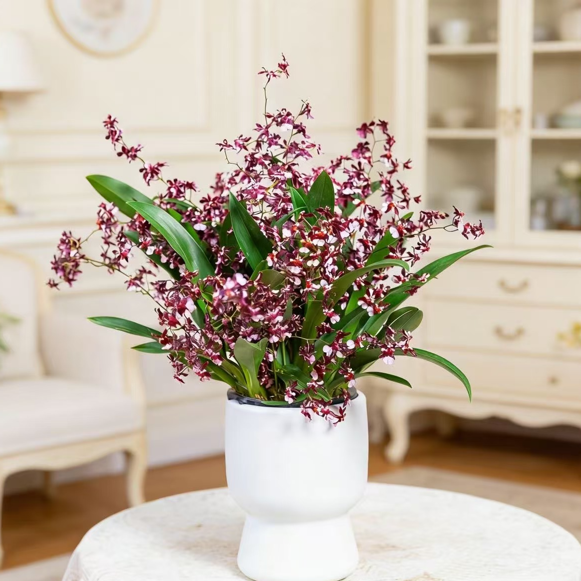 【送花盆】红色梦香兰10-15支花剑好养室内桌面盆栽家庭绿植香兰花