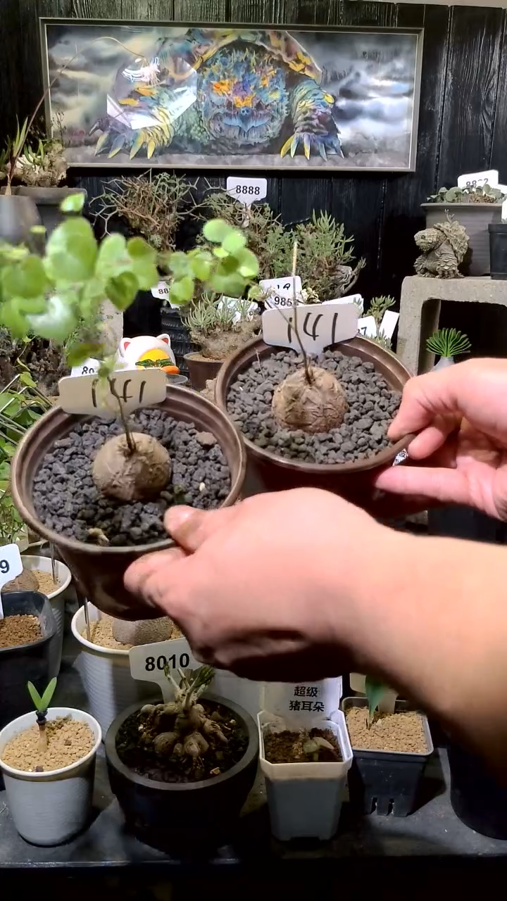 141号1128福利南非龟甲龙买一送一