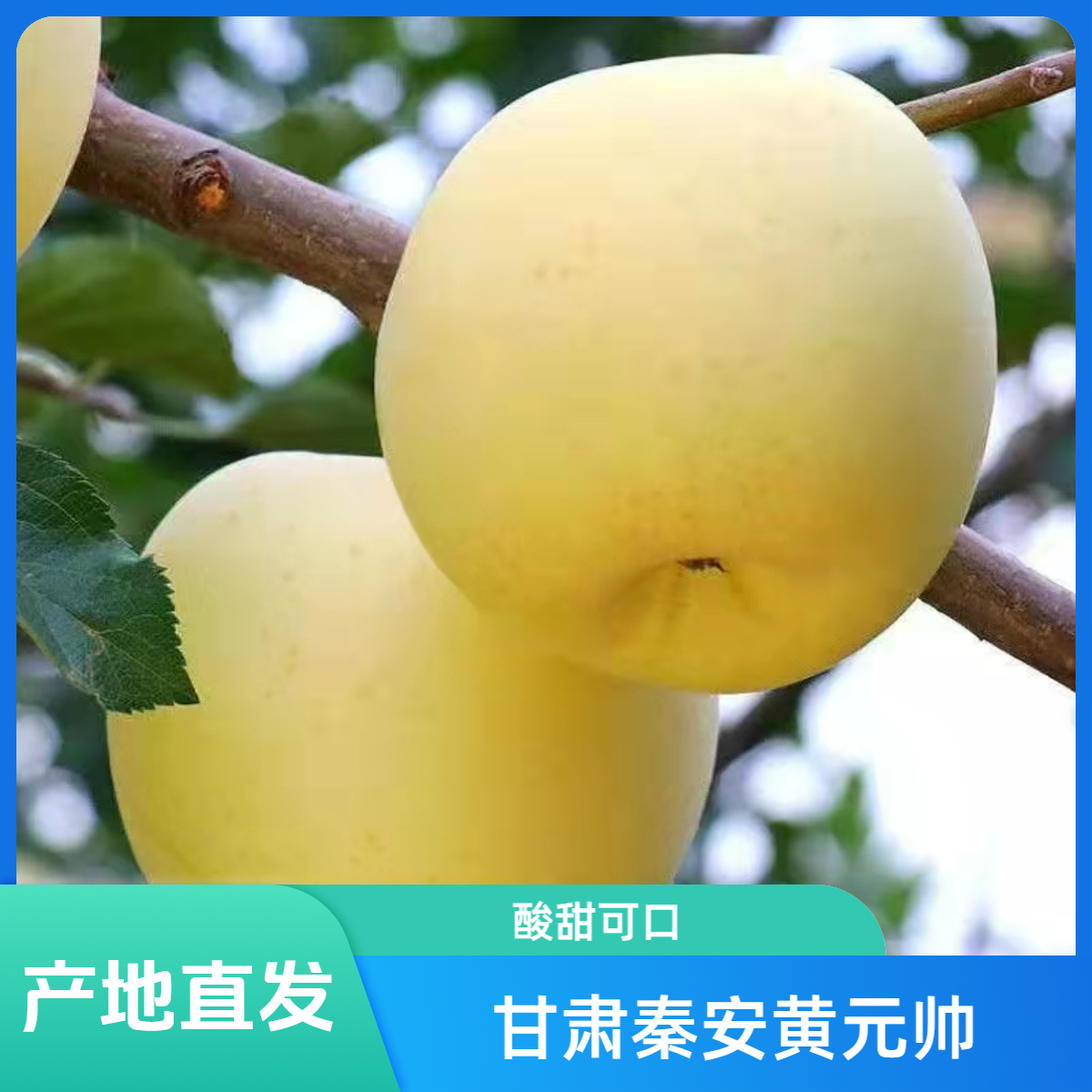 甘肃天水秦安黄元帅苹果应季新鲜水果