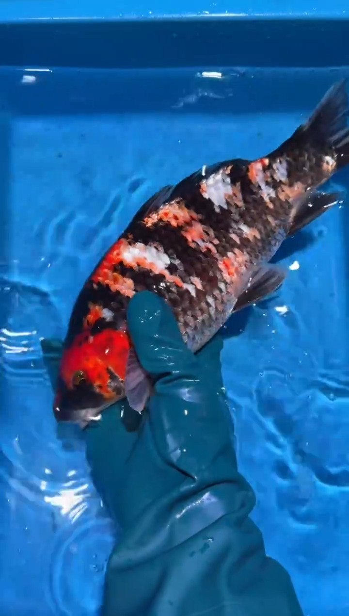 锦鲤点关注右下角竞拍链接出价