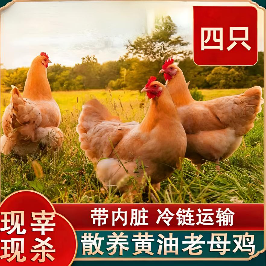 【买三只送一只老母鸡】放养黄油老母鸡带内脏新鲜散养净重8-9斤