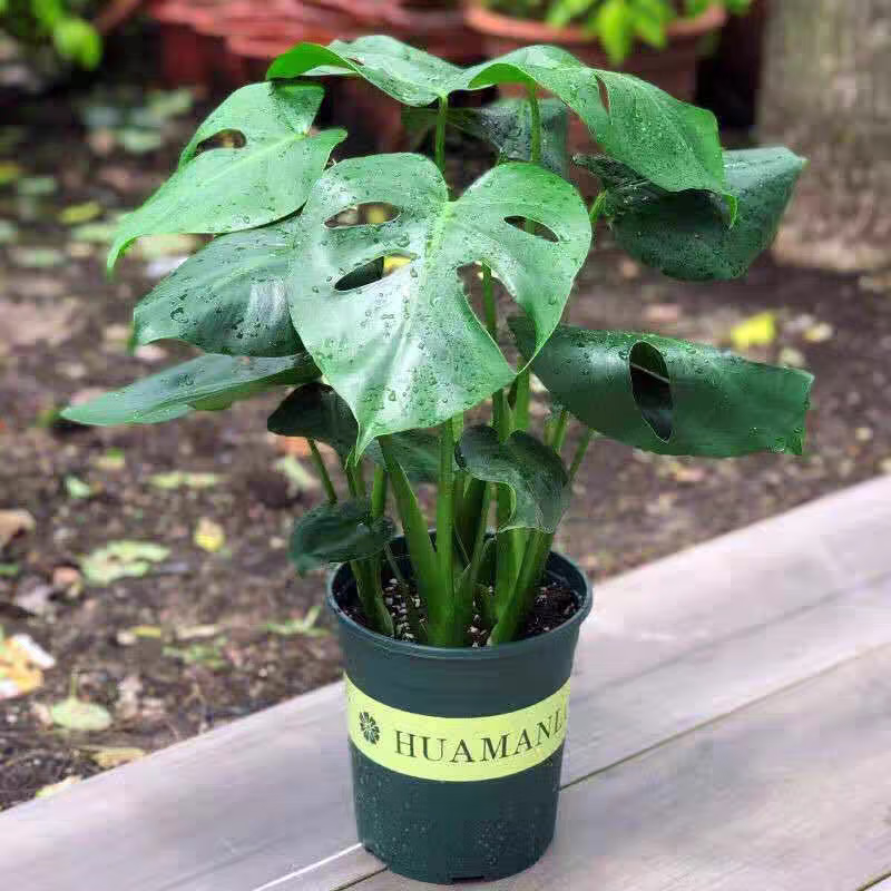 灵枫莱龟背竹水培土培盆栽绿植办公室内桌面好养植物