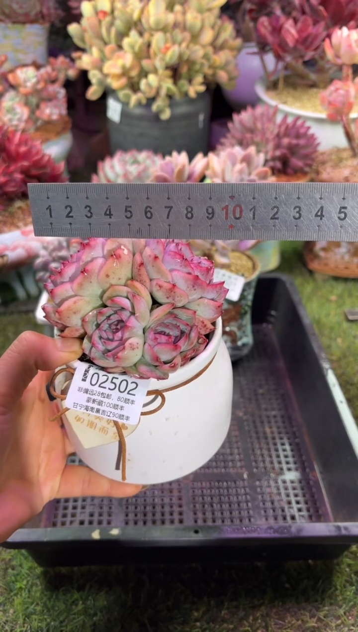 【闪购商品】02502