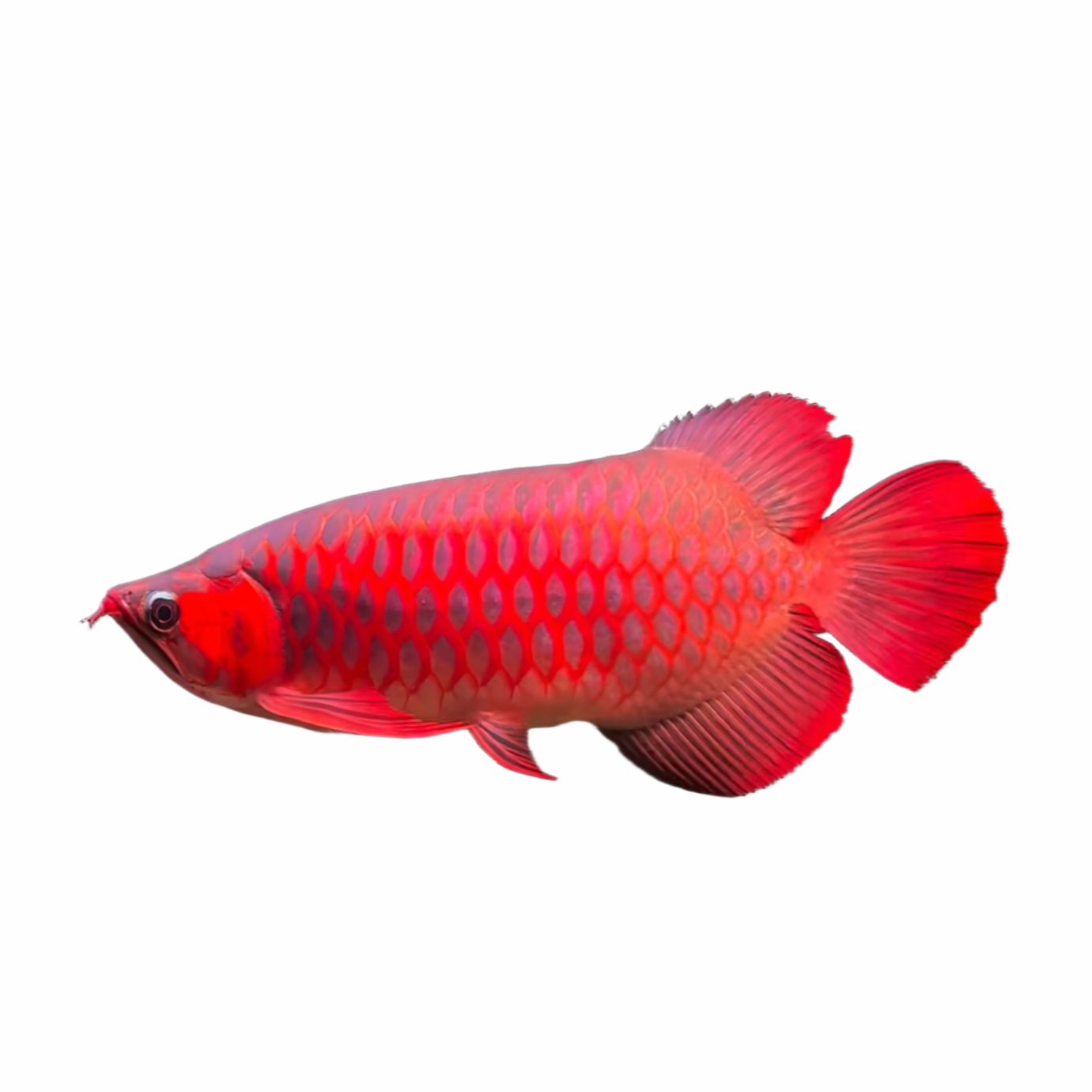 直播间猛鱼专拍8号链接