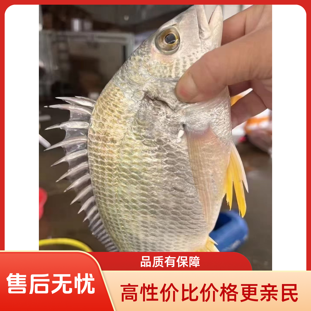福建诏安本港海捕新鲜黄脚立黄翅鱼顺丰包邮中秋送礼
