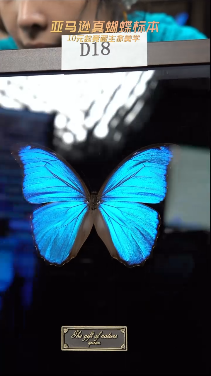蝴蝶标本竞拍d18