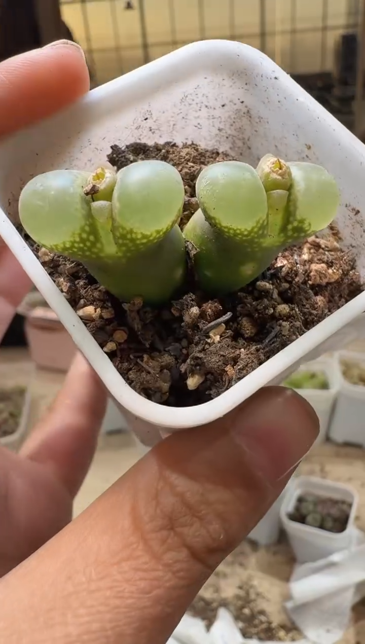 多肉植物肉锥3-426