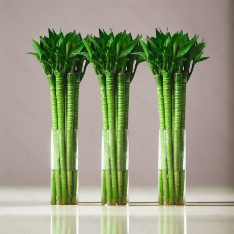 文昌竹4支金榜题名龙竹水培带根富贵竹植物客厅招财水养观音竹子
