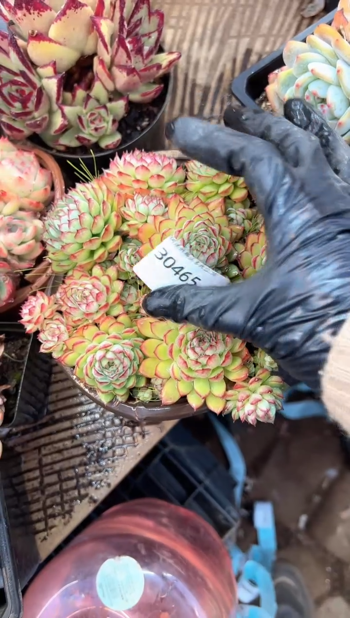 悦*多肉植物一物一拍30465