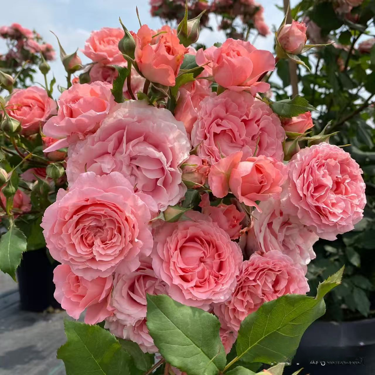 珊瑚果冻河本月季 大花浓香多头灌木耐热波浪边抗病勤花 地栽盆栽