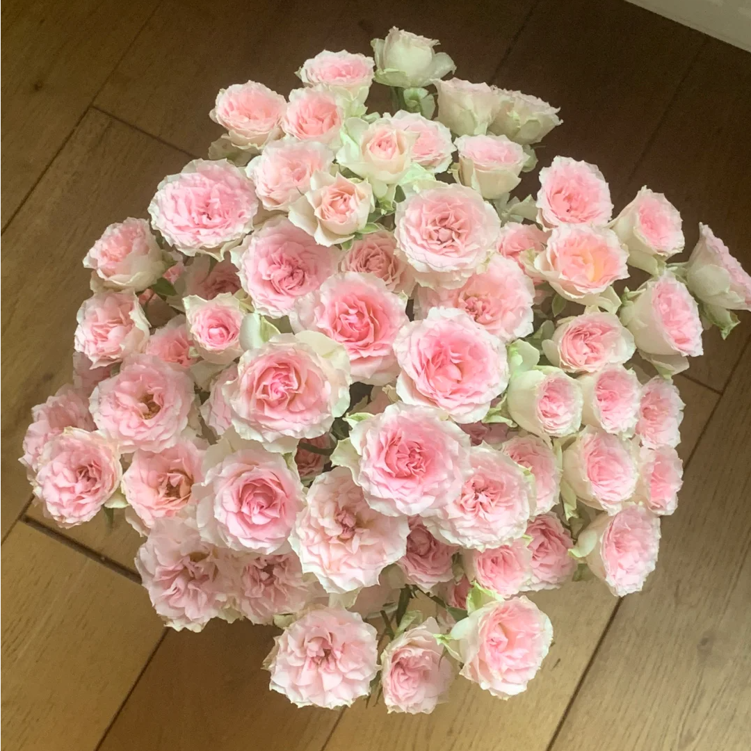 【全疆京东包邮】情迷罗拉多头泡泡玫瑰10枝