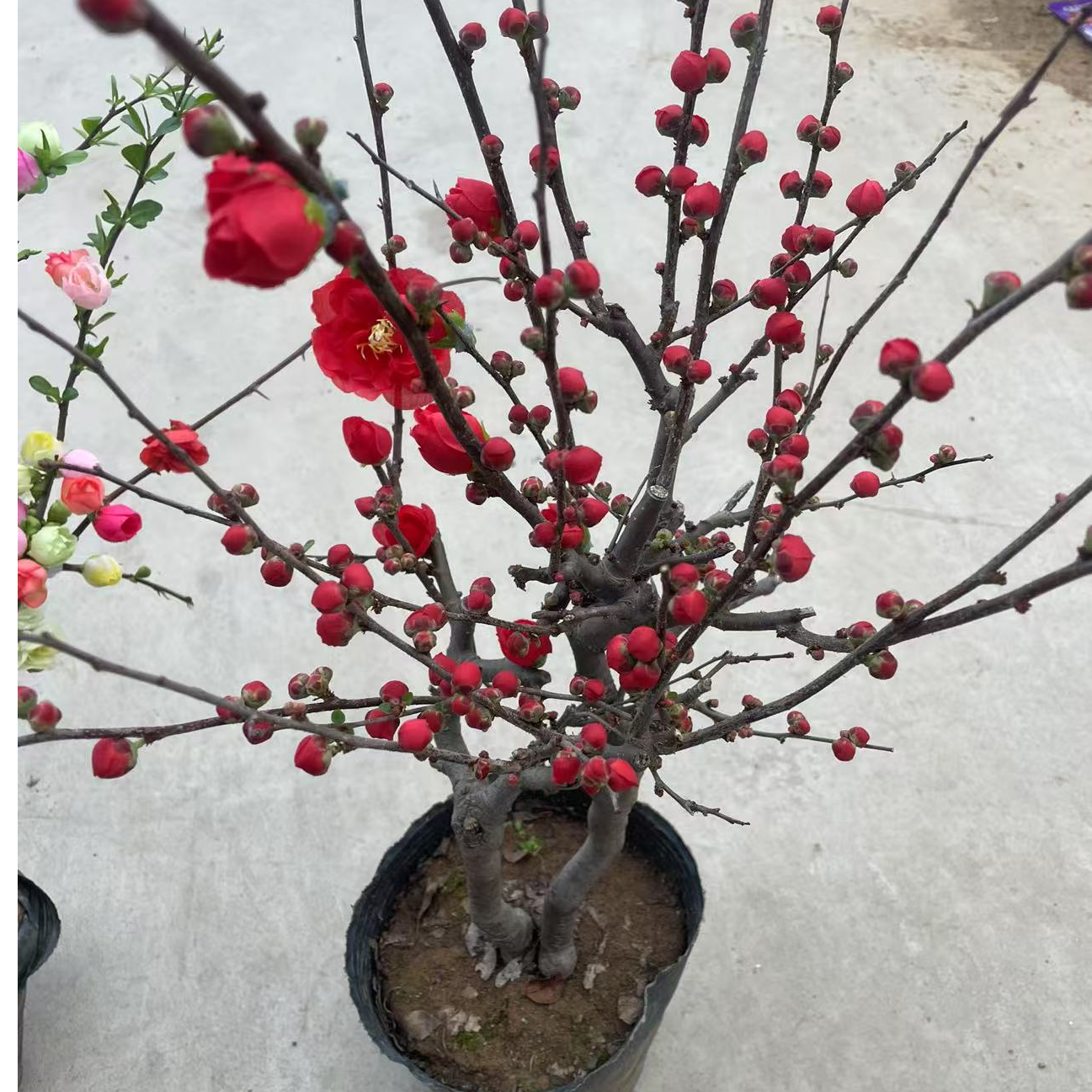 【10年老桩】大花重瓣四季开花红牡丹海棠耐寒好养带花芽花苞