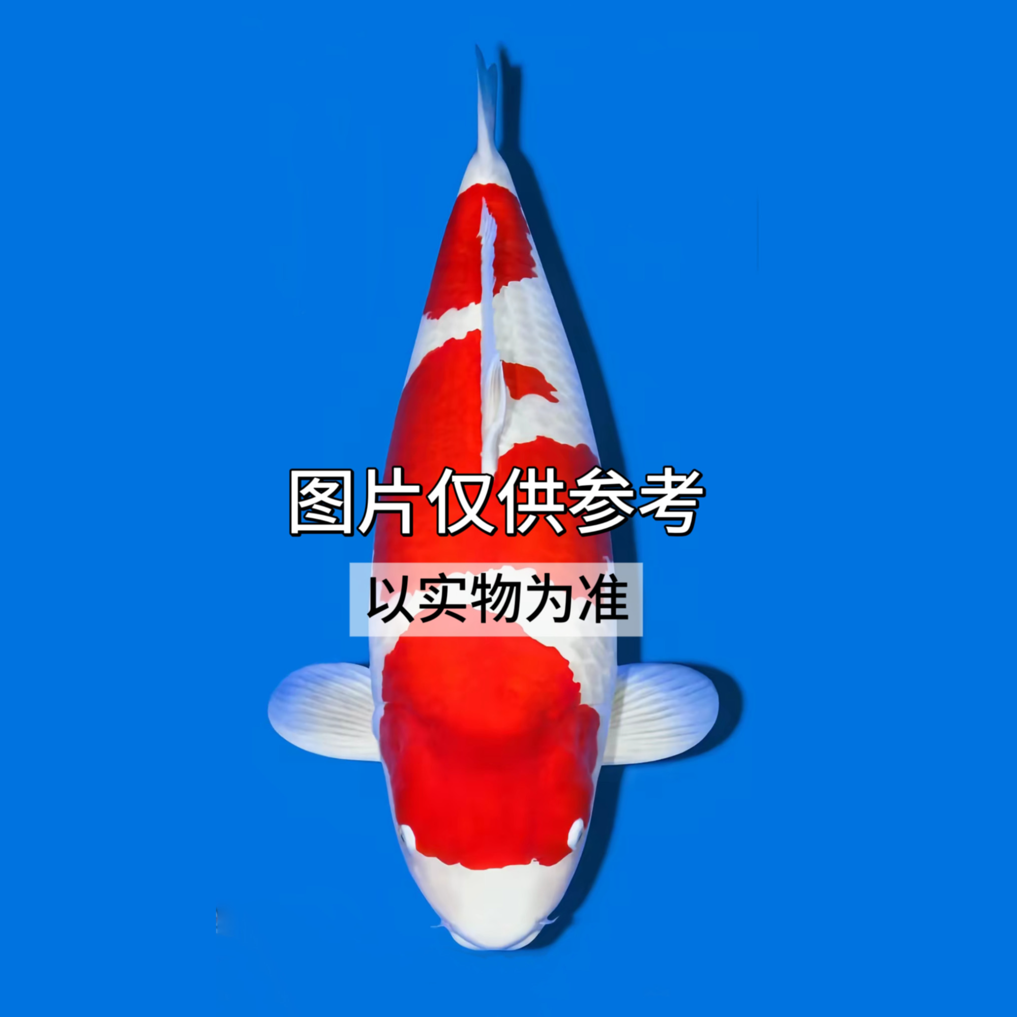 七七-有鲤有聚 精品血统锦鲤 直播间链接