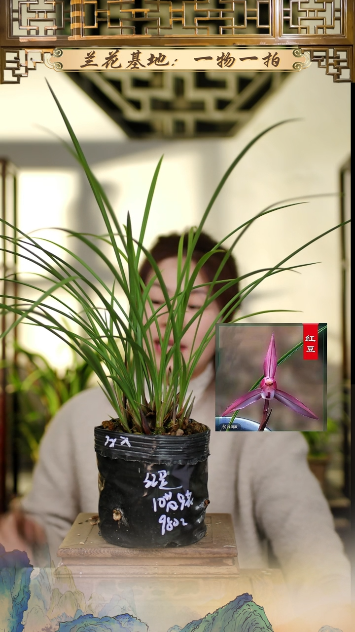 全部花苞春兰红豆10苗9花苞