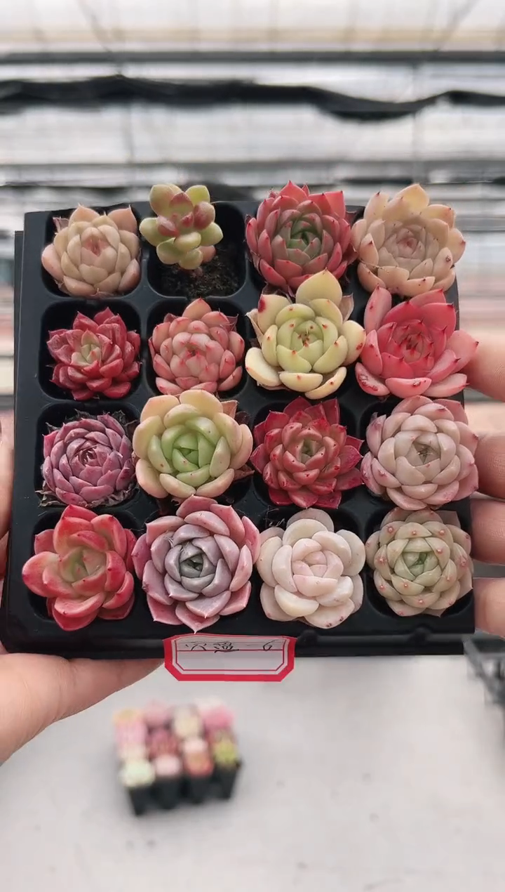 【闪购商品】穴盘-6