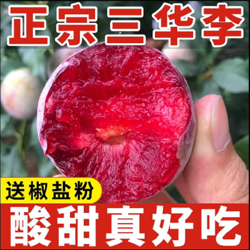 正宗老树三华李现摘酸甜红肉当季孕妇新鲜水果酸脆甜银妃红心李子