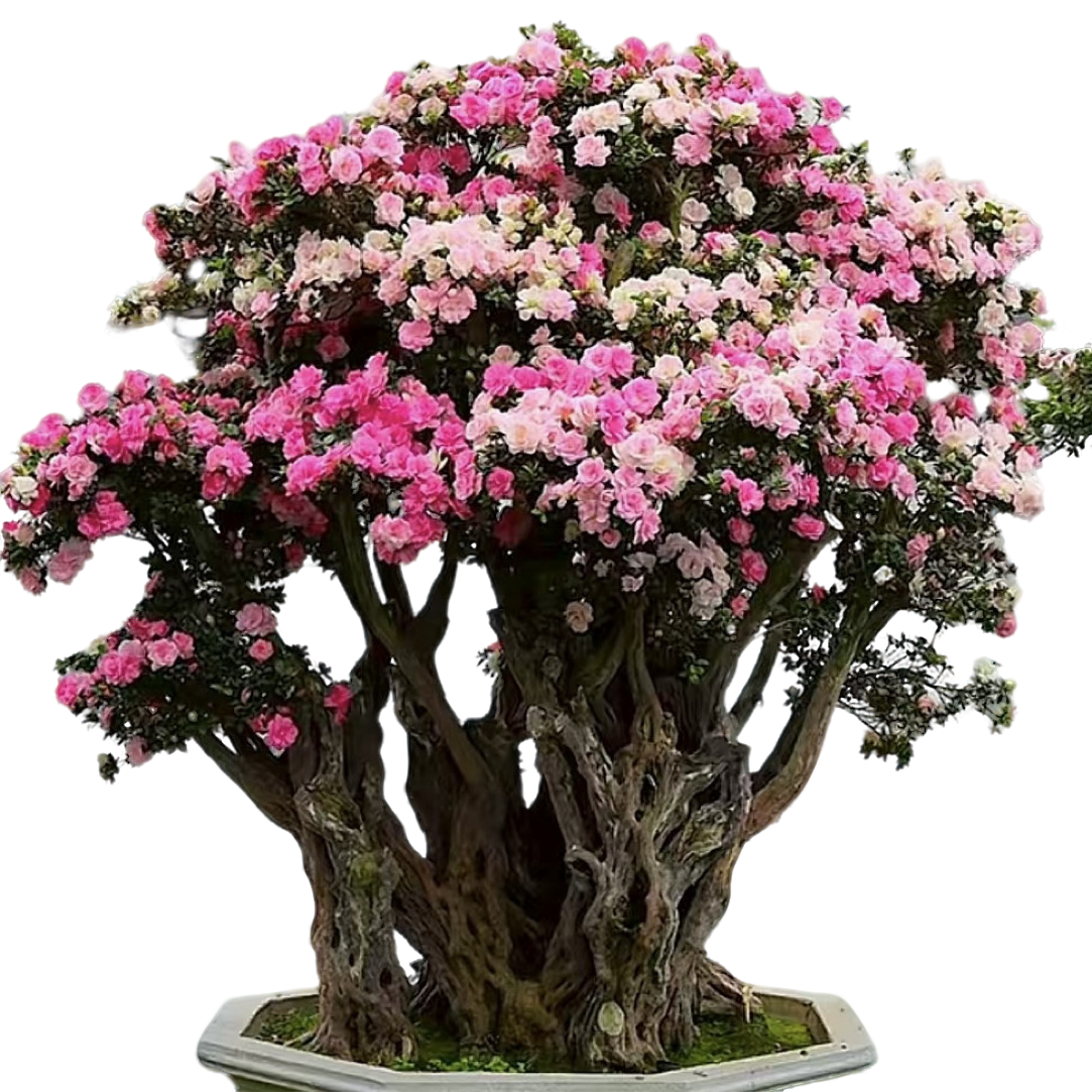 稀有高级千年杜鹃老桩四季爆花耐热耐寒家庭室外落地绿植