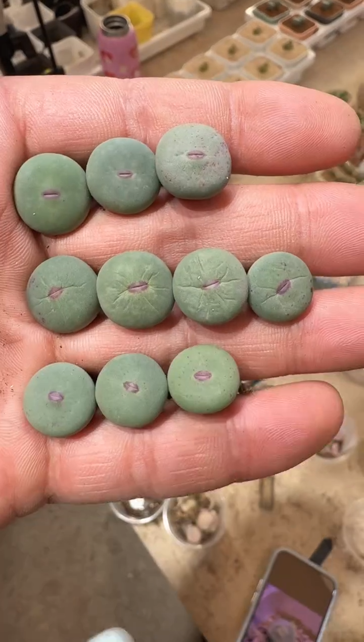 47多肉植物肉锥DOWS一颗