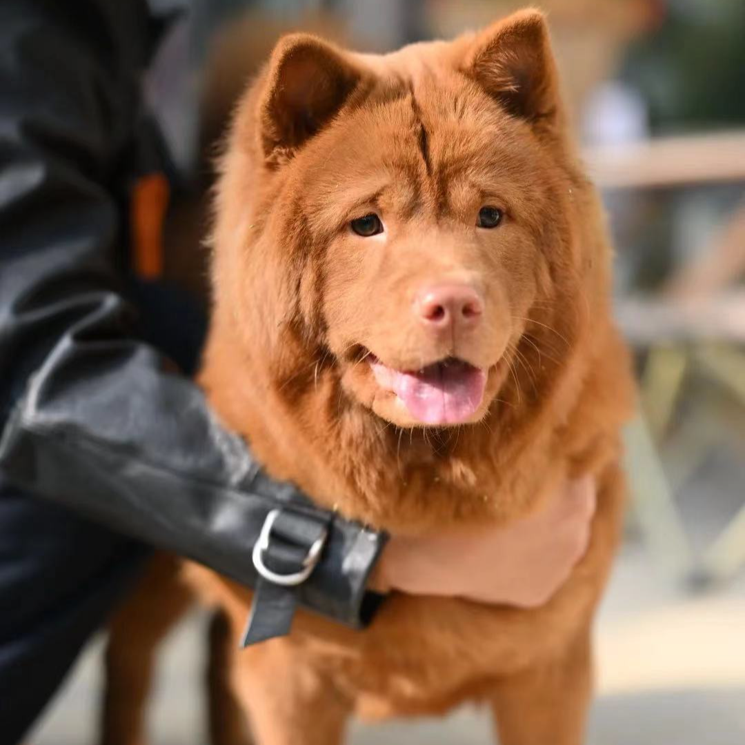 【五叔萌宠店】活体链接