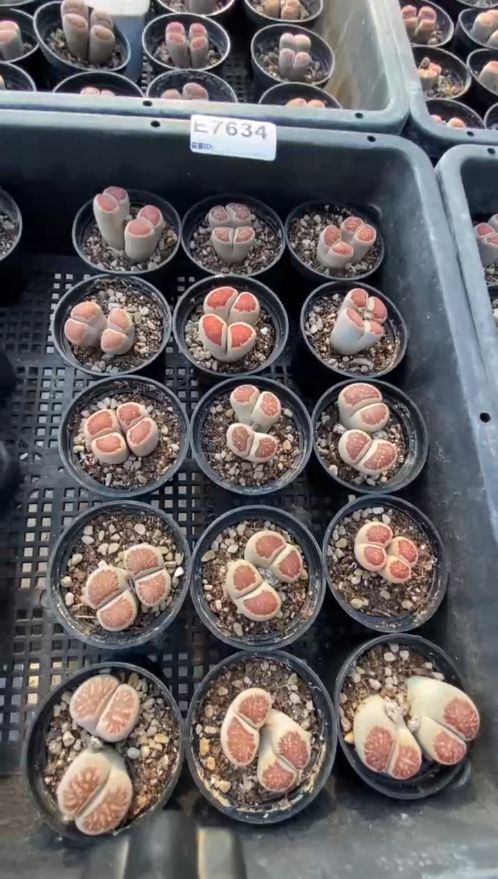 7634直播间一物一拍菊