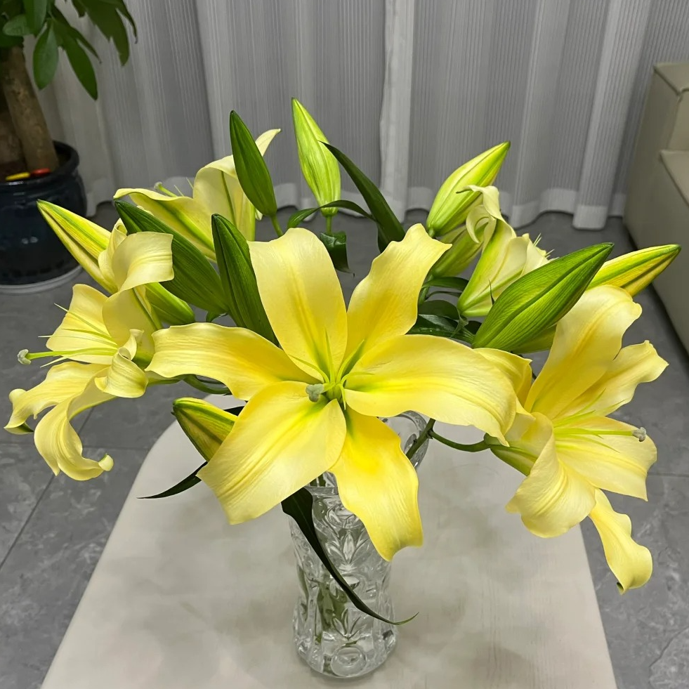 （英英鲜花）皇帝香水百合 任意2单顺丰~德邦快递 发货后不支持退款